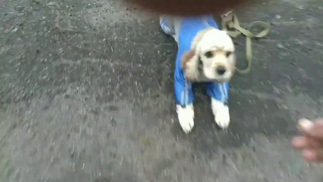 Дрессировка собак. Шери🐕 10 мес.🐶##дрессировка ##собаки# смотреть онлайн