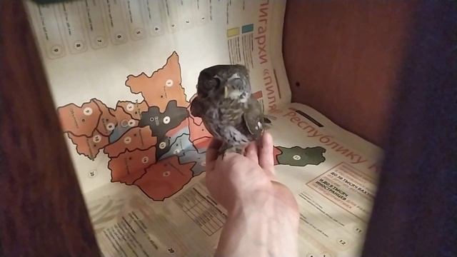 Залётный совёнок чувствует себя как дома смотреть онлайн