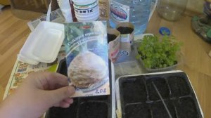 Пикировка корневого сельдерея. ПОДРОБНО! ПОШАГОВО!