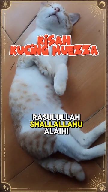 KISAH kucing muezza ternyata bukan nama kucing peliharaan Rasulullah SAW ⁉️ смотреть онлайн