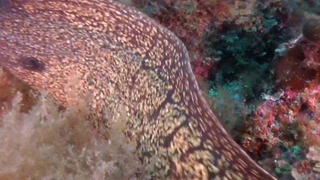 Blue Marlin 20 Mag 2018 смотреть онлайн