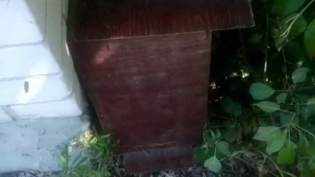 🐝Бєшенний рій - хотів заселиться в хату🏘️ смотреть онлайн