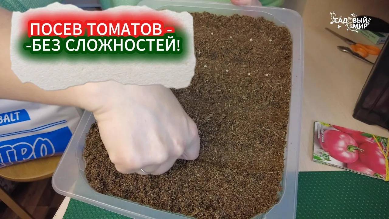 КОГДА ЛУЧШЕ СЕЯТЬ ТОМАТЫ ДЛЯ ОТКРЫТОГО ГРУНТА. ПОСЕВ ТОМАТОВ НА РАССАДУ - КЛАССИЧЕСКИЙ СПОСОБ смотреть онлайн