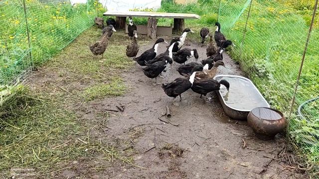 Утро начинается! Утки индийский бегунок ❤️👍 The morning begins! Ducks indian runner смотреть онлайн