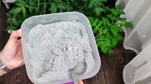 10 НАТУРАЛЬНЫХ ПОДКОРМОК для РАССАДЫ, НИКАКОЙ ХИМИИ и рассада будет жирным крепышом