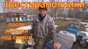 ШЕСТИРАМОЧНИКИ СТИМУЛЯЦИЯ и сокращение! Ревизия после зимовки под снегом!