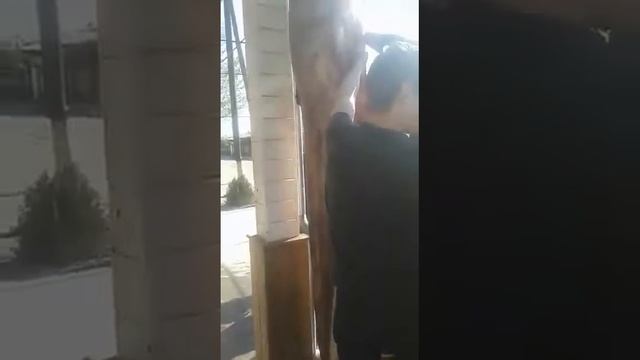 120 kg lik oltin baliq bunaqa kota baliq kurmagan siz daxshat смотреть онлайн