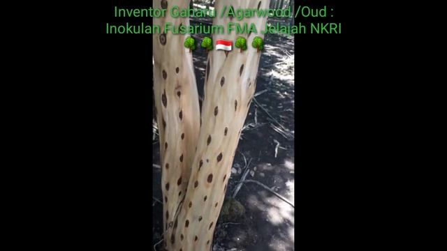 Gaharu Inokulasi 1th,Inventor Fusarium FMA 🙏🌳🇮🇩🌳🙏