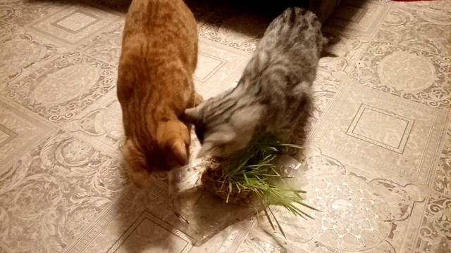 Рыжик 🐈- чемпион по прыжкам в высоту🥇Заряжается витаминами#котяшки#котики#семья#игры#домашниепитомц смотреть онлайн