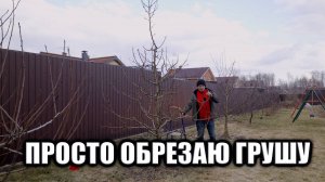 Обрезка груша чижовская сезон 2025