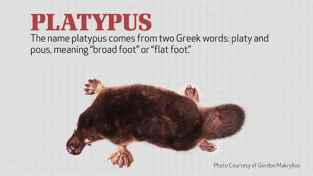 Wonders of Creation: Platypus смотреть онлайн