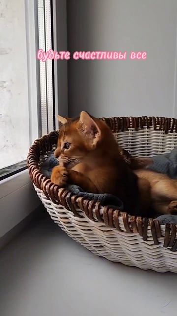 Абиссинский котёнок ❤️ #abyssinian #абиссинскаякошка #абиссинскиекотята #shorts смотреть онлайн