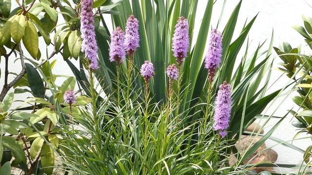 Ährige Prachtscharte Pflege Anleitung Prachtscharte Pflege / Gießen / Düngen / Standort / Schneide смотреть онлайн