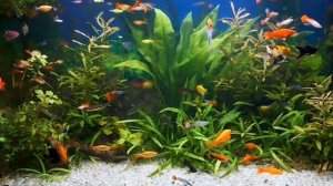 Рыбки в аквариуме. Релакс.