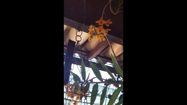 COMO CULTIVAR O DENDROBIUM GATTON SUNRAY, DICAS,, смотреть онлайн