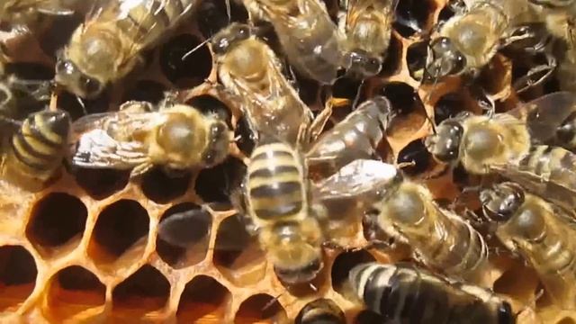 Пение матки смотреть онлайн