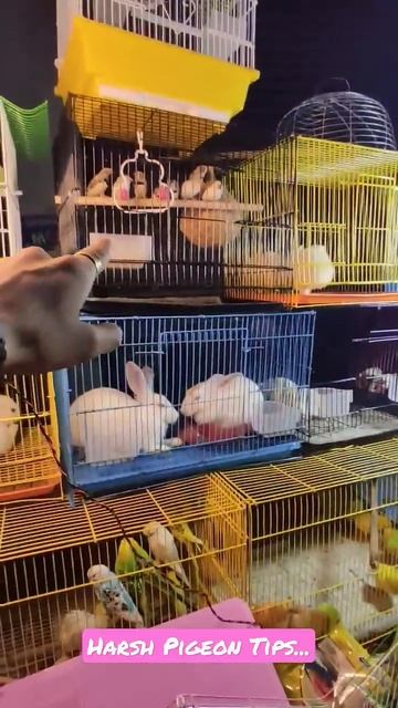 Mini Pet Shop 😍 #shorts #status #short #parrot #petslover #pigeon #youtubeshorts #viralshorts смотреть онлайн