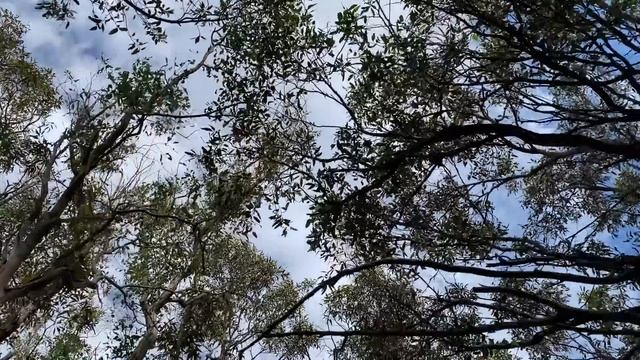 Bluey & Bingo GO BUSHWALKING!! Learning Through Play! #disneyjnr #abckids #bluey