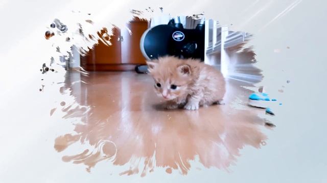 Привет, МИР! (Hello World!) #gnvideoded смотреть онлайн