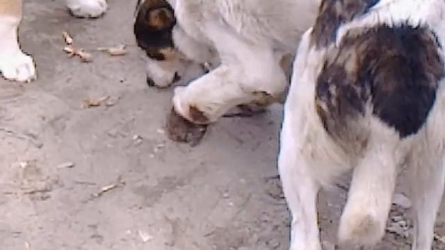 Видео0000 смотреть онлайн