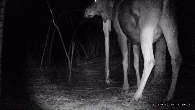Лосиха на фотоловушке смотреть онлайн