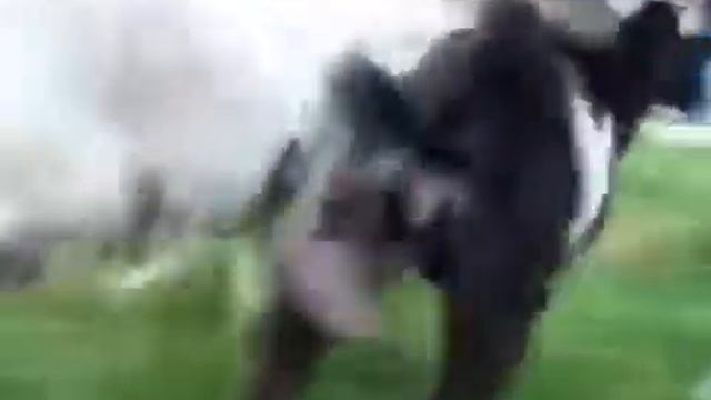 Танцующий баран смотреть онлайн