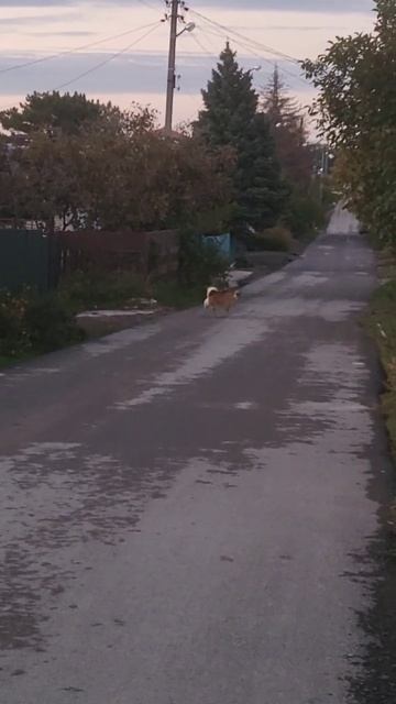 злая собака смотреть онлайн