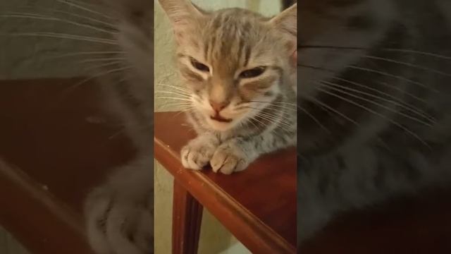 Моя разговор ива 🙀 смотреть онлайн