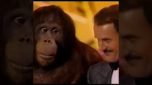 Орангутан показывает фокус с апельсином. Прикольная и умная обязьяна.