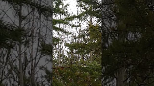 Бесбашенный тетерев смотреть ВСЕМ!!!! смотреть онлайн