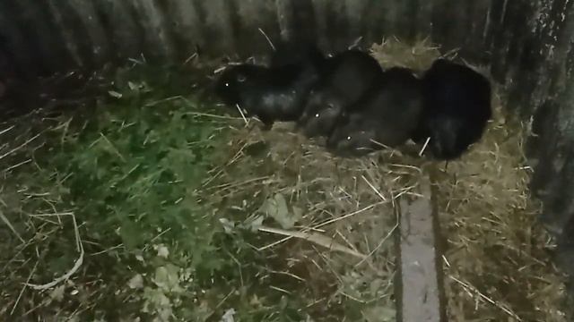 14. Які фактори впливають на велику народжувальність нутренят смотреть онлайн