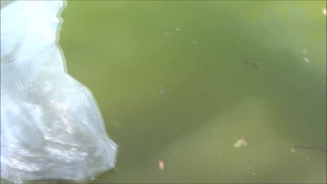Unboxing Minnows, Gudgeon and Rudd for my garden pond смотреть онлайн
