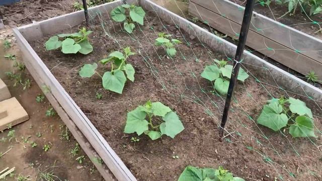 ПРЕОБРАЖЕНИЕ УЧАСТКА// ДЕЛАЕМ ДОРОЖКИ// МЕДКОМИССИЯ ТИМУРА// ГОТОВИМ ЛАГМАН// ПОКУПКИ С ВБ смотреть онлайн