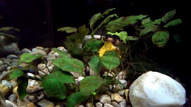 Bumble bee catfish death roll on meal worm смотреть онлайн
