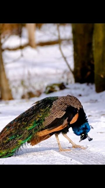 بہت خوبصورت مور کے پر смотреть онлайн