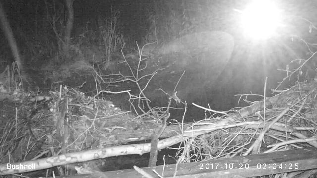 Лисица 20 10 17 смотреть онлайн