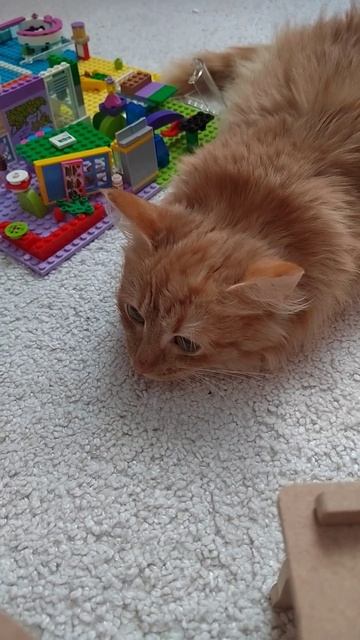 кот смотреть онлайн