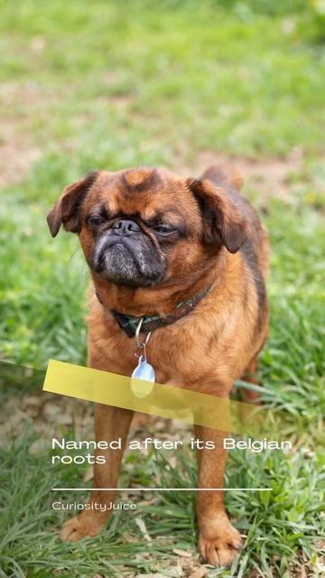 Rat Hunter to Royal Companion! 🐶🐕🐾 #brusselsgriffon #dogbreed #shortsvideo смотреть онлайн