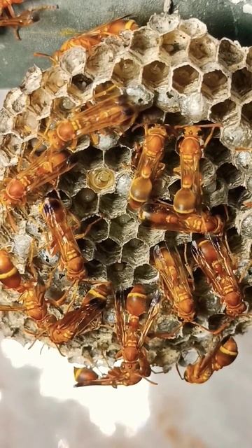 close view of giant wasp nest #red wasp #wasp larva #shorts #satisfying #hornest смотреть онлайн