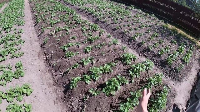 Осипаємо картоплю/Обробка картоплі весною/Обробка картоплі на Поліссі/Етап 3 смотреть онлайн