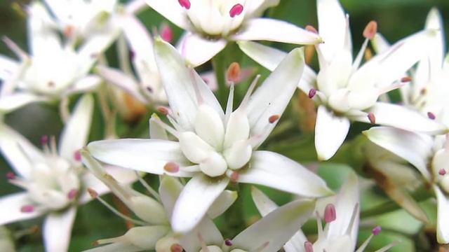 Gardening Flowers & Vegetables : What Is a Jade Flower? смотреть онлайн