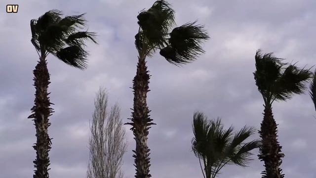 Shamol Ovozi 15 Daqiqa/15 Minutes Of Wind Sound/15分の風音/15 минут звук ветра/shamol Ovozi
