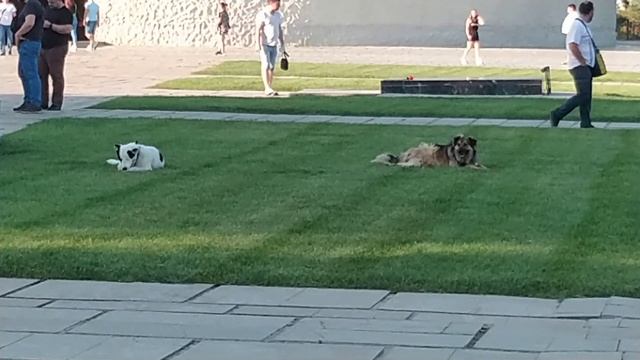 Две чипированных собаки на Мамаевом Кургане Волгоград август 2022 года смотреть онлайн