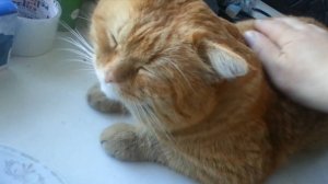 Кошкина радость