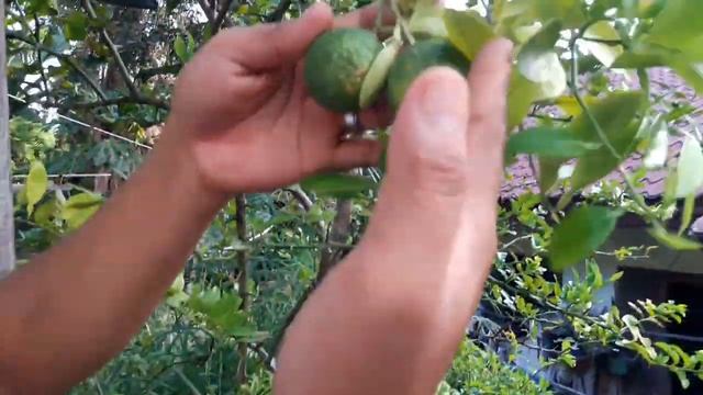 Bagaimanakah Hasil Buahnya Sambung Pucuk Jeruk Purut dengan Lemon? | Lihat Hasilnya Tak Terduga смотреть онлайн