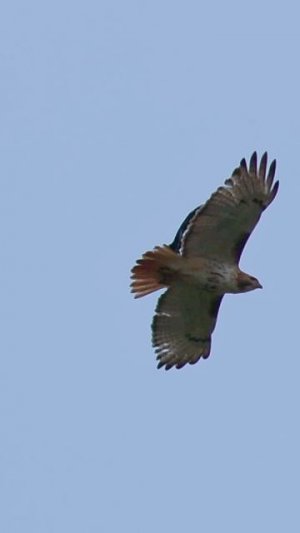 Red-Winged Blackbird attacking Red Tailed Hawk in the sky