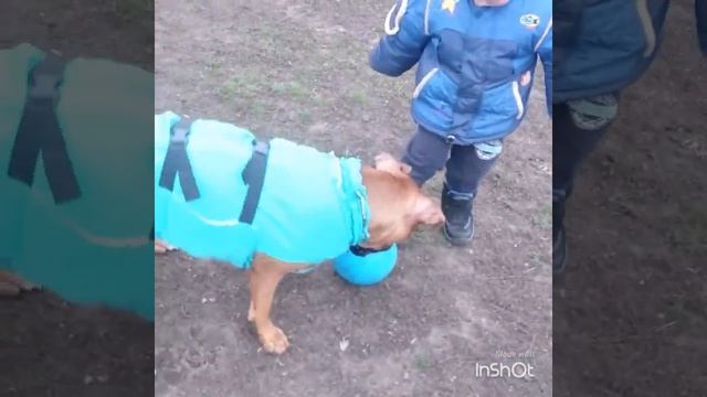 Стаффорд не просто собака