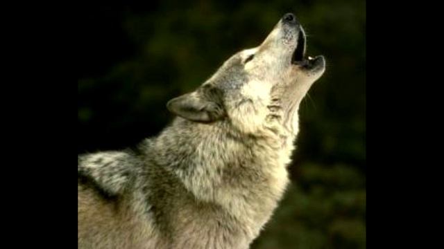 РЕКЛАМА СОРИЕЛЬ (превью)