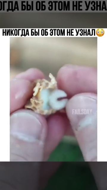 ЧТО ВНУТРИ ПЧЕЛИНОГО МАТОЧНИКА? ЛИЧИНКА БУДУЩЕЙ МАТКИ! смотреть онлайн