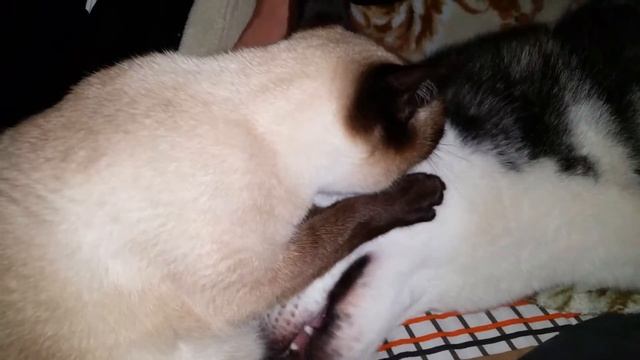 Хаски и кошка. смотреть онлайн